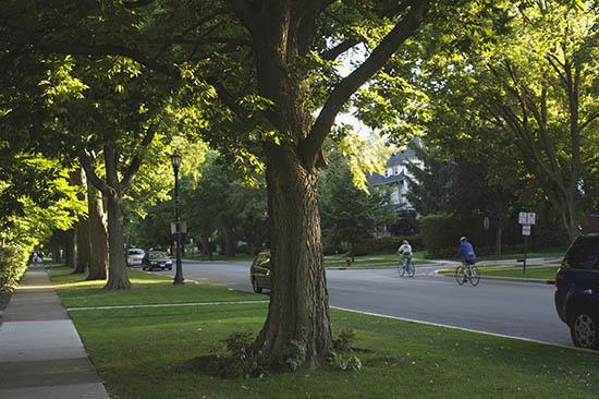 Urban forests benefit city dwellers. 