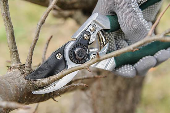 Pruning is good for a tree's health. 