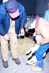 Winston Deweese teaches Travis McKenzie to feed a lamb with a stomach tube.