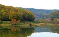 trees around water