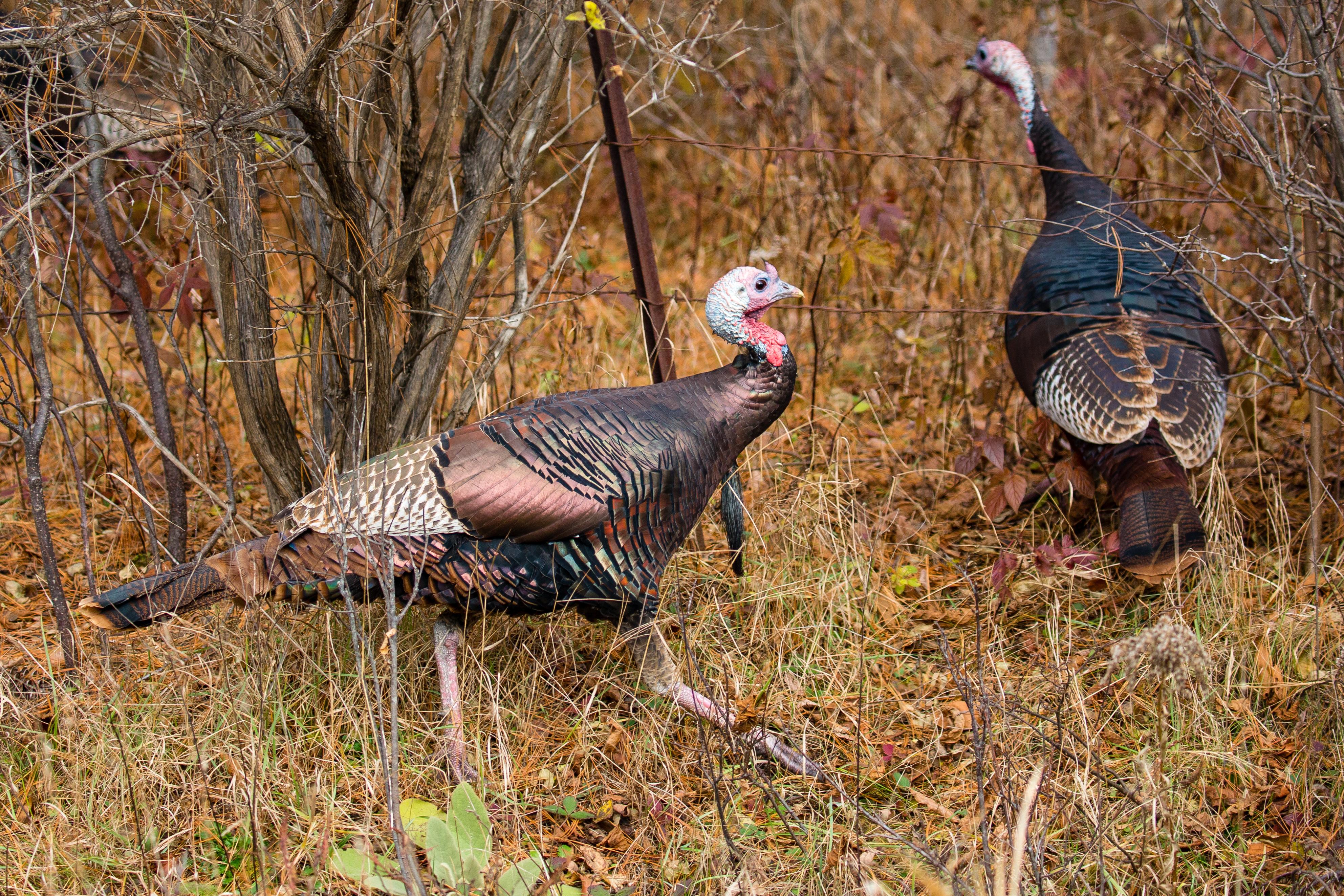 Turkeys are one of the many topics in the upcoming webcasts.