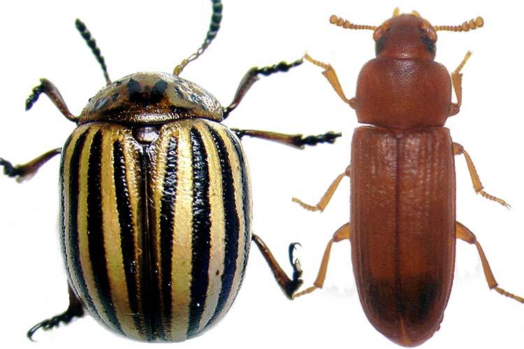 RNAi technology is very effective in controlling pests from the order Coleoptera like the Colorado potato beetle, left, but not very effective in controlling insects from other orders like the red flour beetle, right. Photo by Reddy Palli, UK entomologist