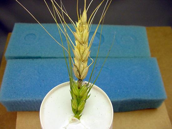 Wheat blast on the head of wheat found in Kentucky. 