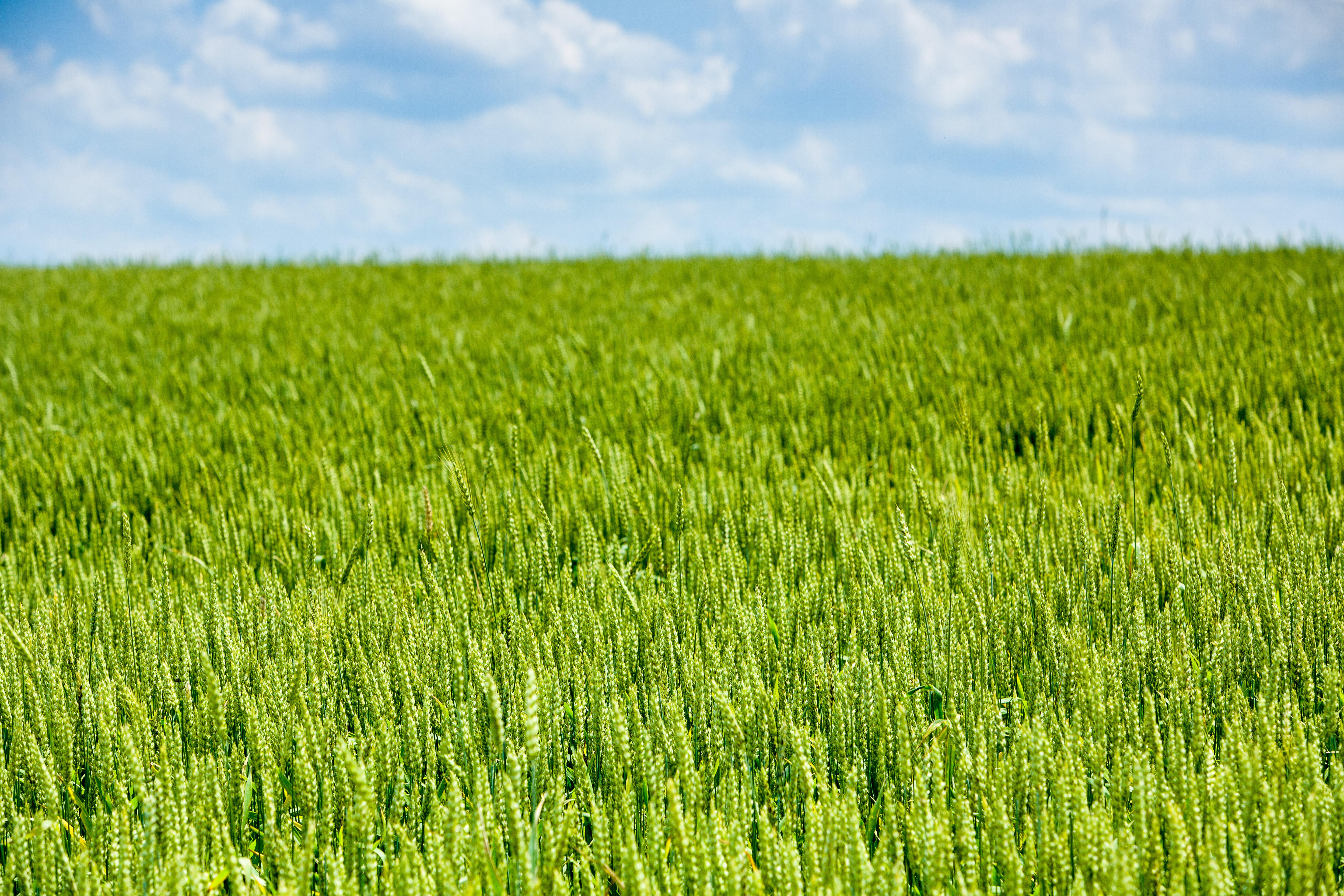 Wheat field. Photo by Matt Barton, UK agricultural communications.