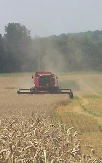 This year's wheat harvest is nearly complete with reports of good yields and quality grain.
