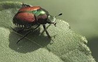 Japanese beetle do not discriminate on the type of plants they choose to consume