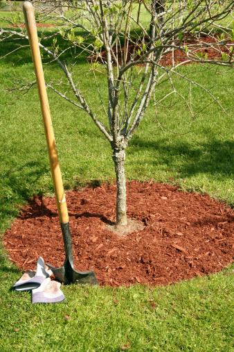 Mulching trees