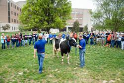 cow in front of crowd