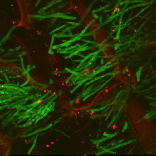 Anthracnose disease in green attacks corn cells in red under a microscope. The disease is one of the top three diseases annually that cause yield losses for corn farmers. Photo courtesy of Lisa Vaillancourt, UK plant pathologist.