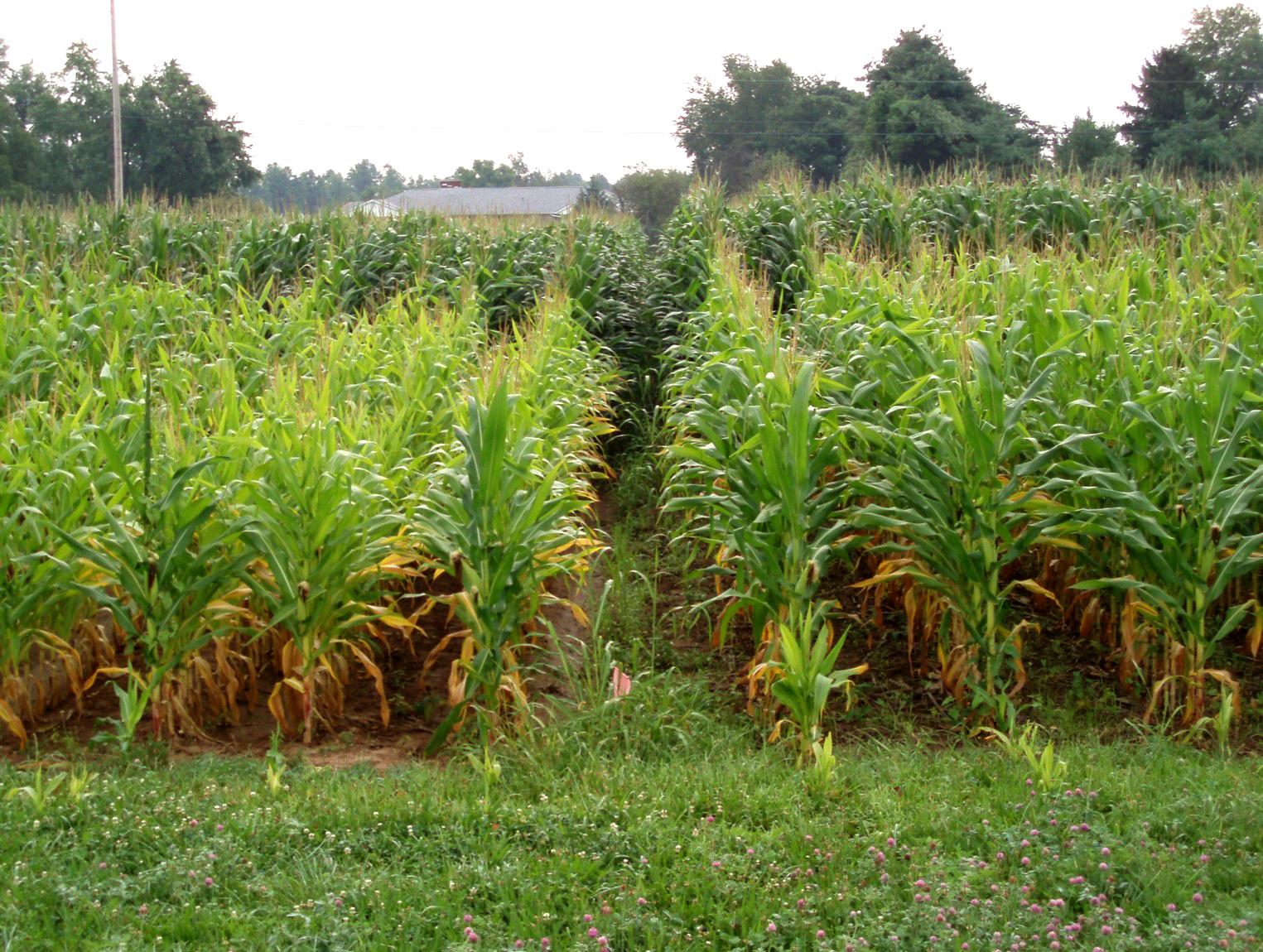 Corn growing at the Blevins research plots. Photo by John Grove, UK soil scientist.