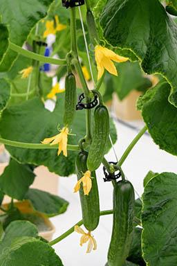 Cucumbers on the vine in greenhouse