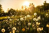Field of dandelions