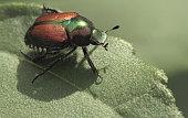 Japanese beetle do not discriminate on the type of plants they choose to consume