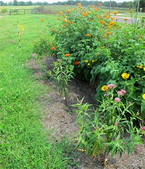 In the study, gardens with milkweed planted along  the perimeter were 2.5 to 4 times more abundant with monarch eggs and larvae. 
