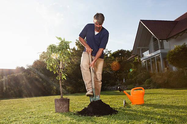 Starting with a healthy tree is the key to success when planting a new tree How to plant a tree