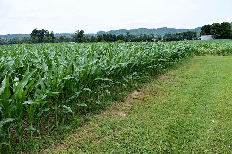 Corn growing on Aaron Reding's farm in Howardstown in Nelson County. Photo by Katie Pratt, UK agricultural communications. 