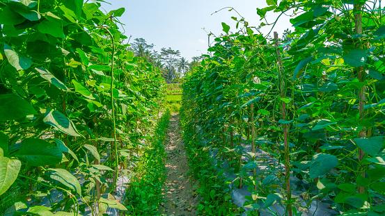 Healthy vegetable plants is the goal of every gardener