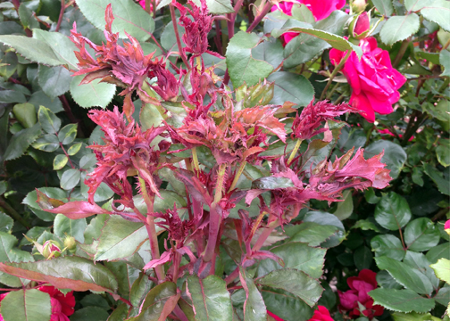 Rose Deformities - Causes Of Deformed Rose Leaves And Flowers