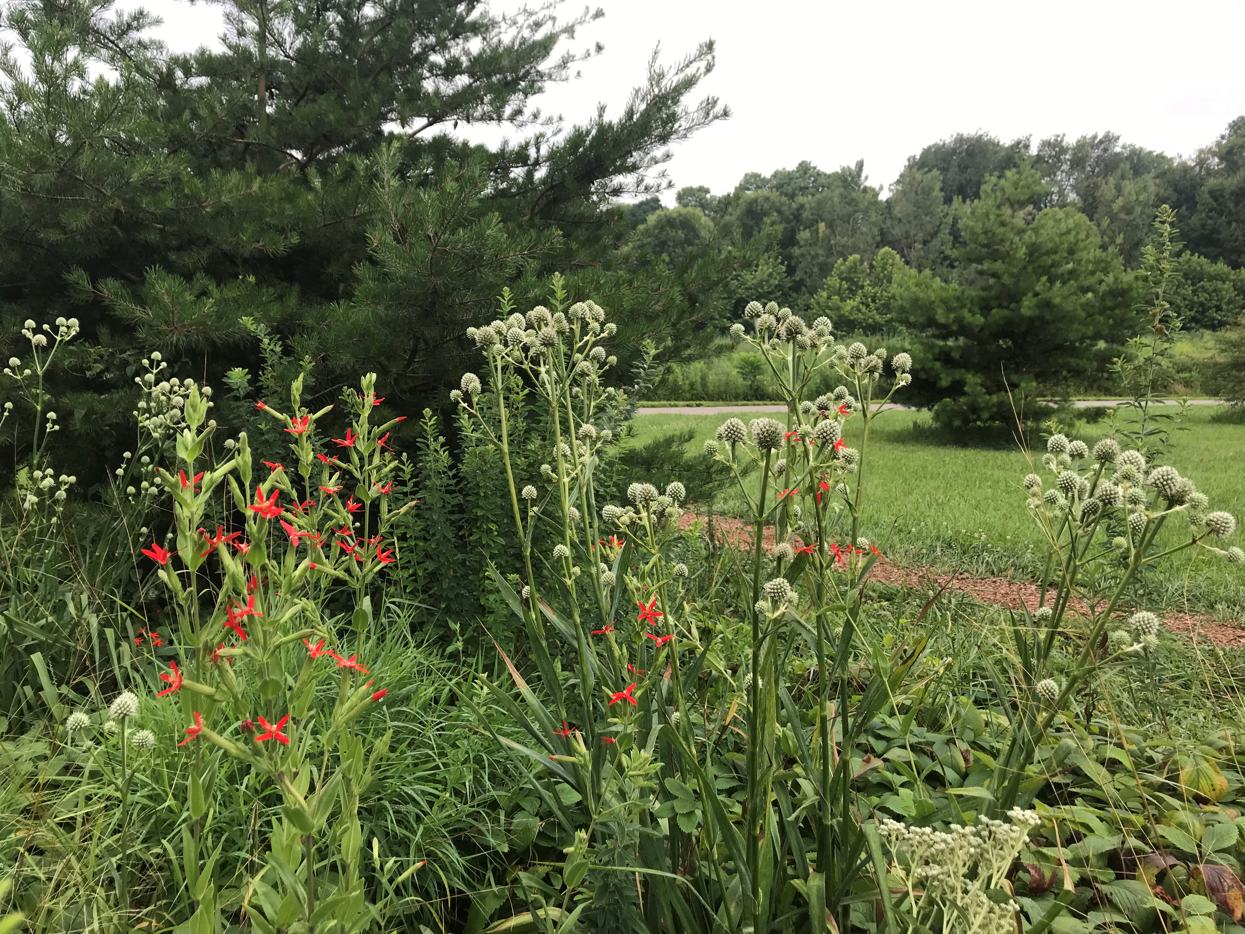 Eryngium yuccifolium, commonly called rattlesnake-master or button snake-root, and the red-blooming silene regia, commonly called royal catchfly, occur in rocky woods and prairies of Kentucky's Pennyrile region.