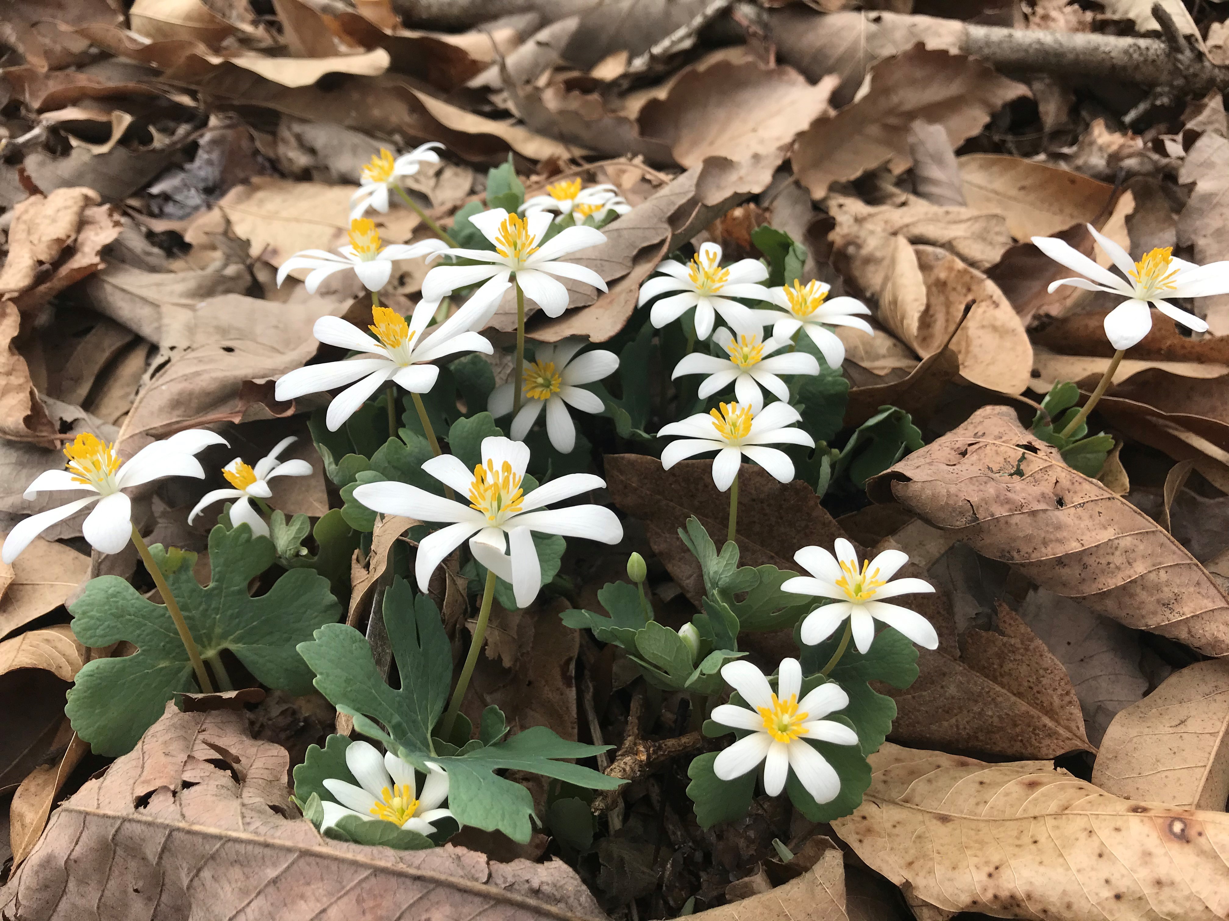 Sanguinaria canadensis, commonly called bloodroot, is a native wildflower that blooms in early spring in rich woods and along streams.