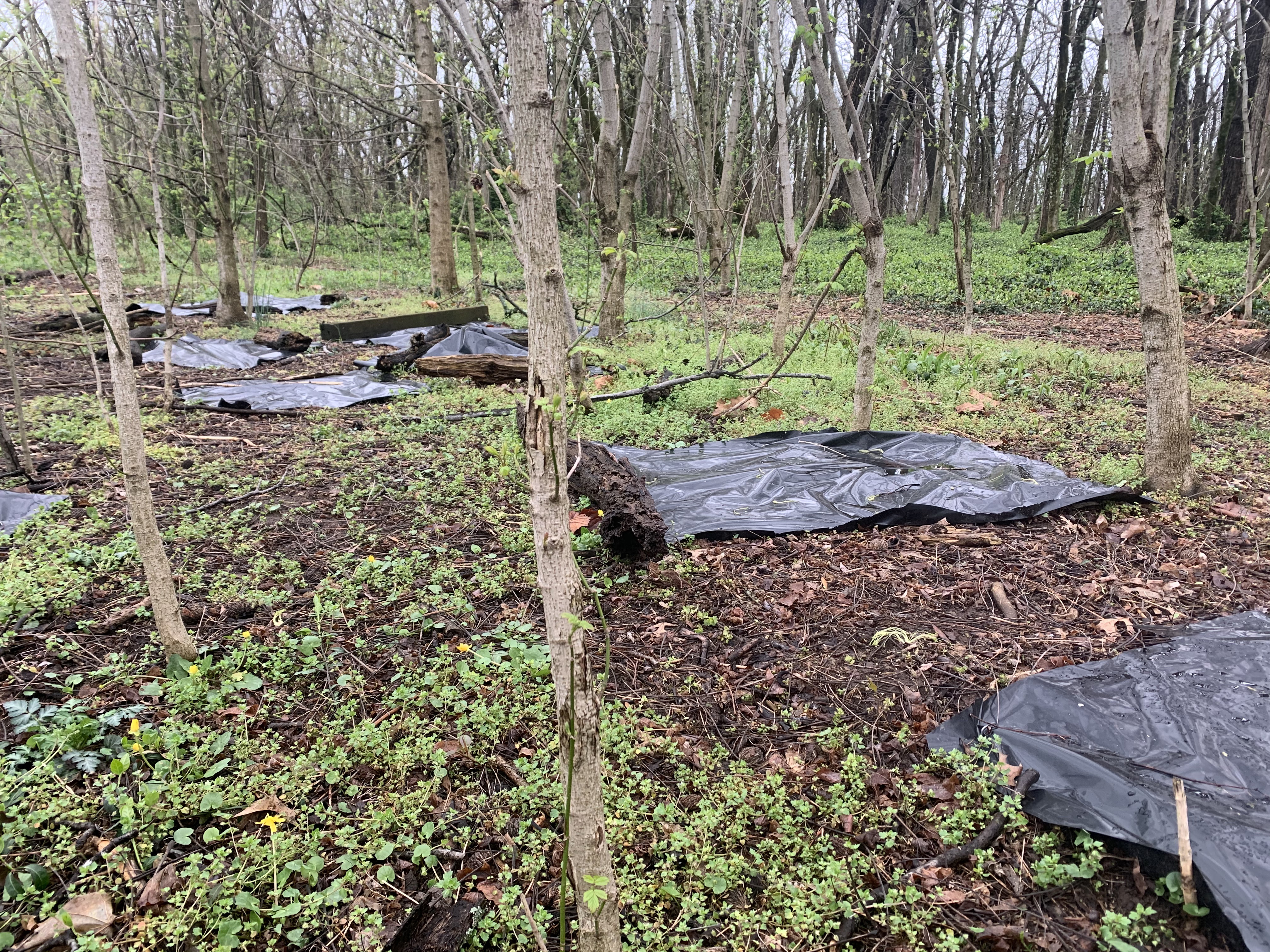 After covering the plants with black tarps to solarize the soil, in 2021 lesser celandine is in far less profusion than two years earlier. Photo by Ellen Crocker
