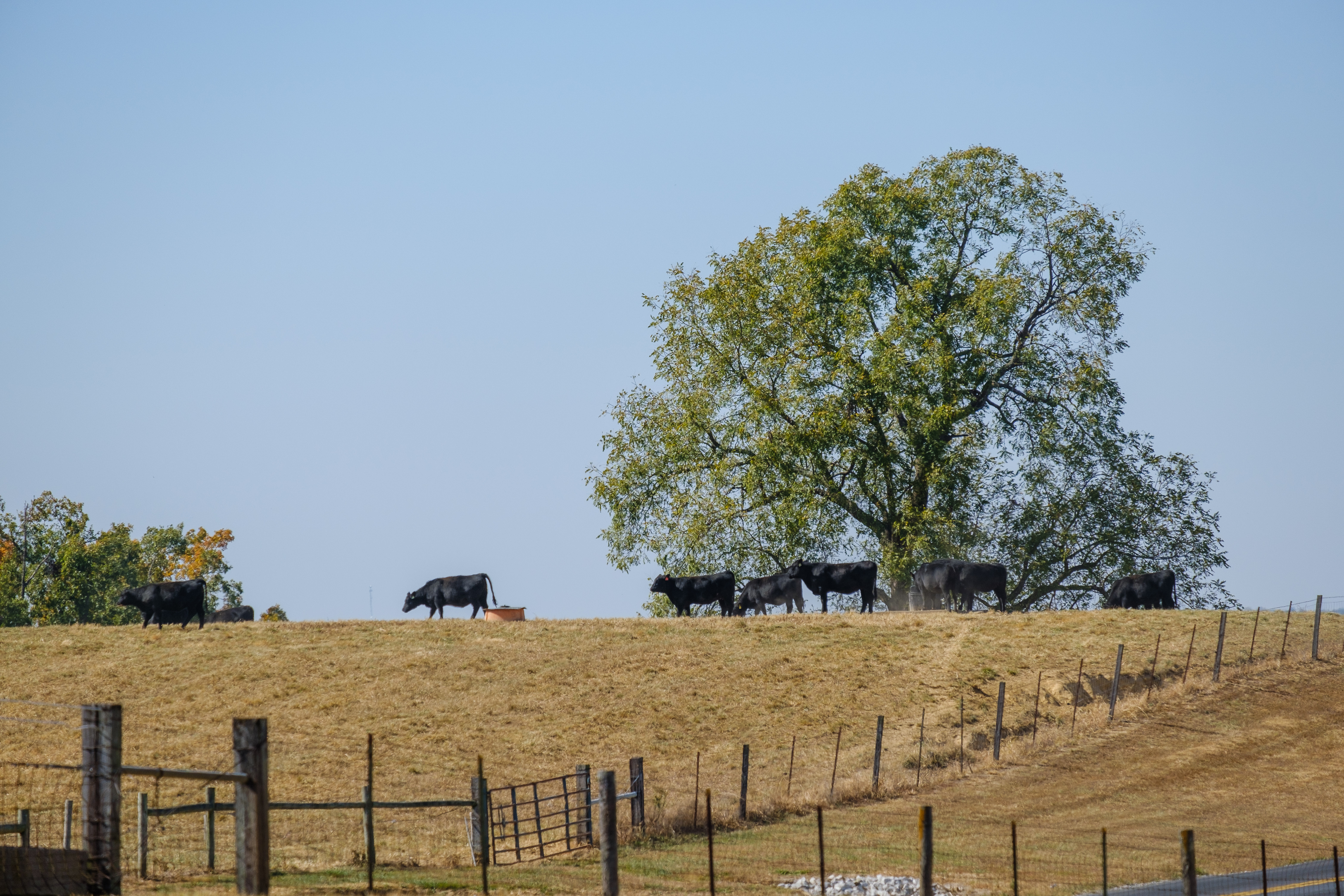 cattle, fence, pasture