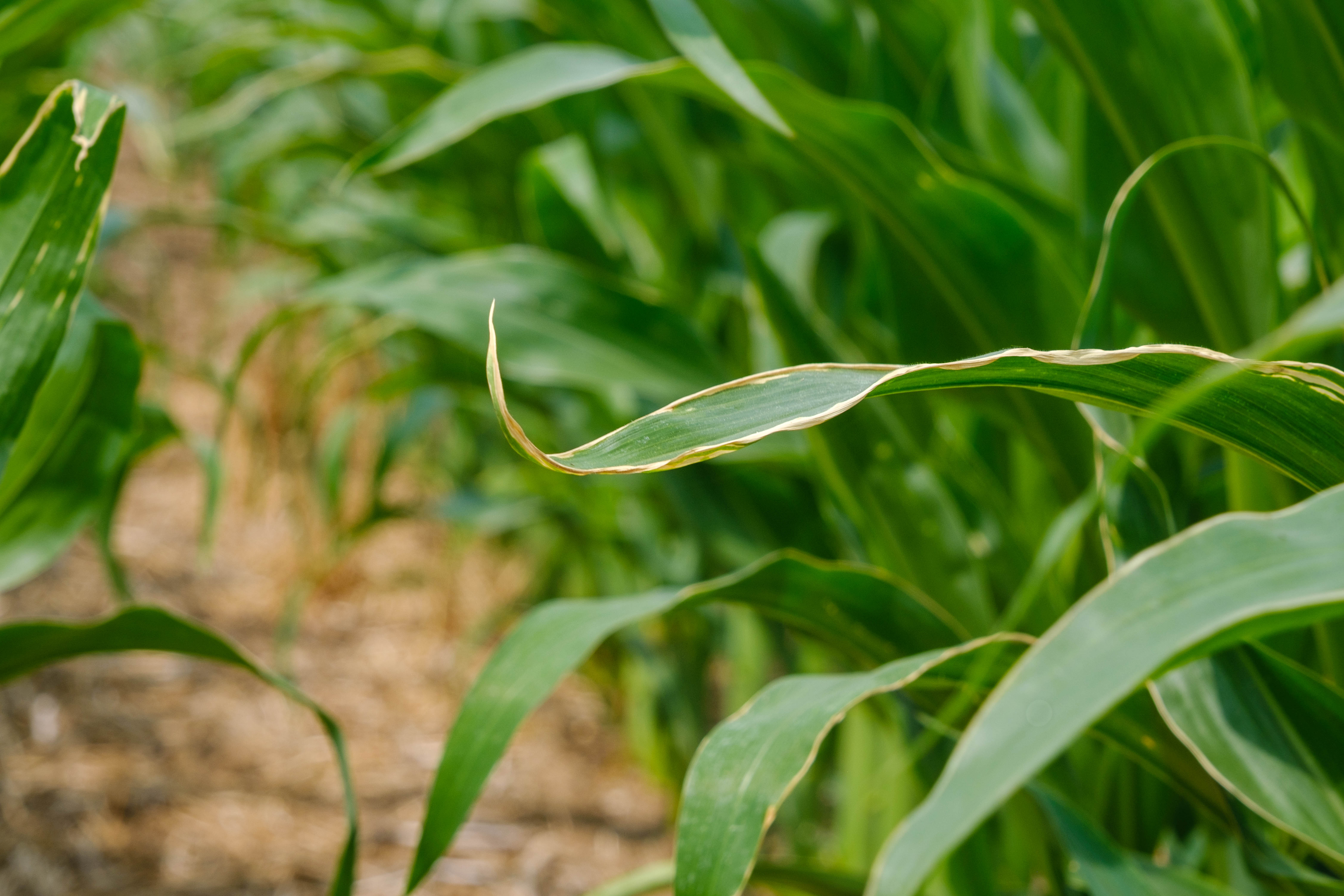 corn, leaf roll