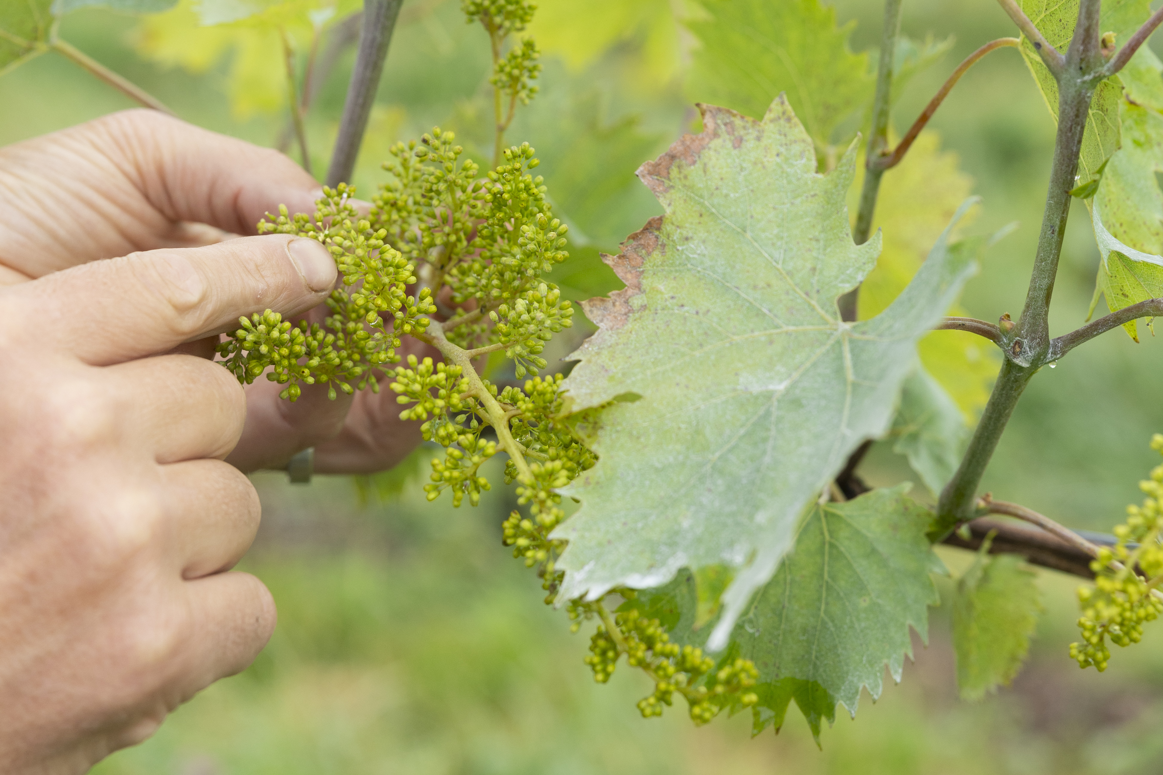 White grapes early in growing process on vine