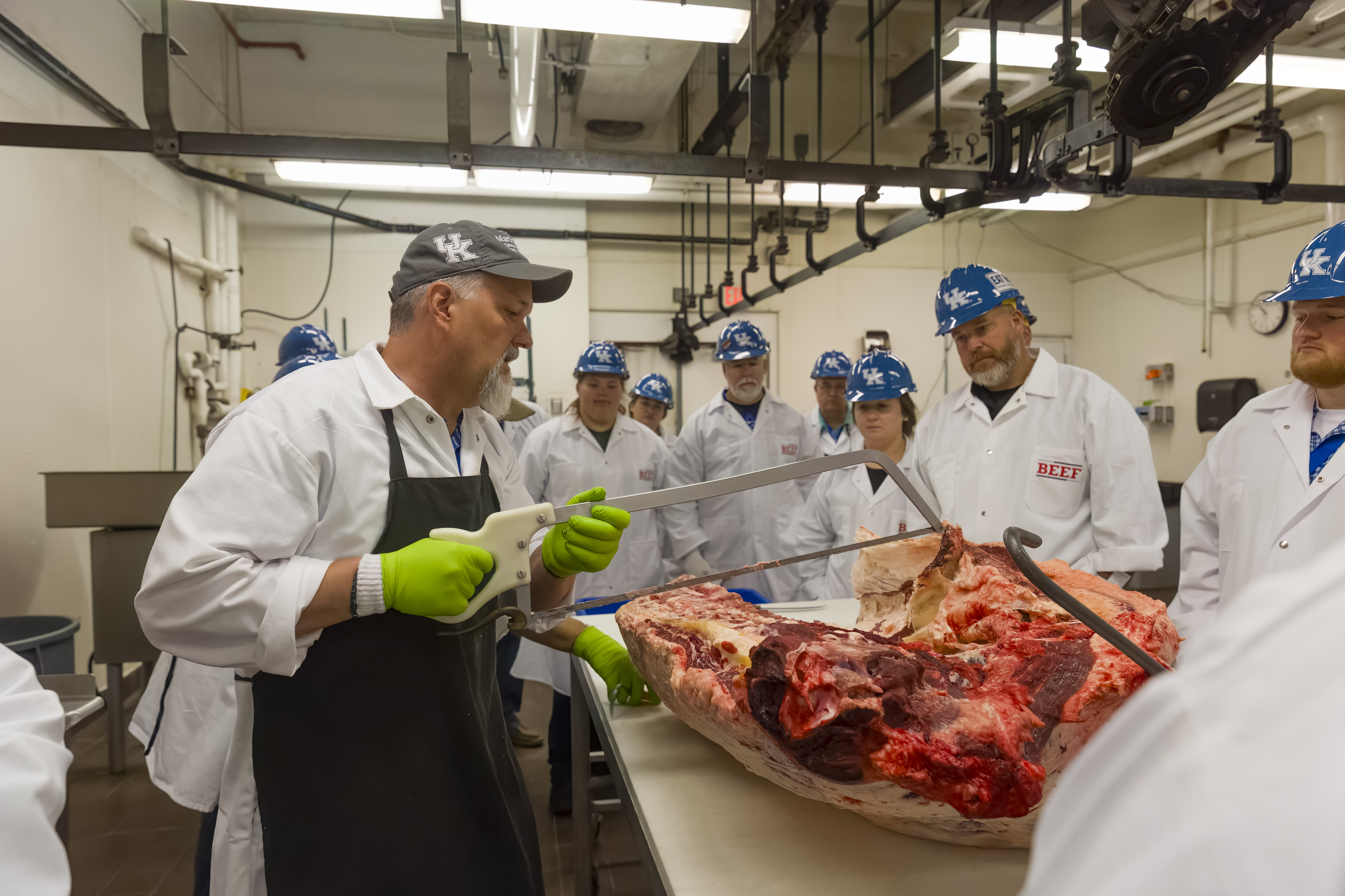 A man teaches a group of people how to cut a beef cattle carcass for meat.