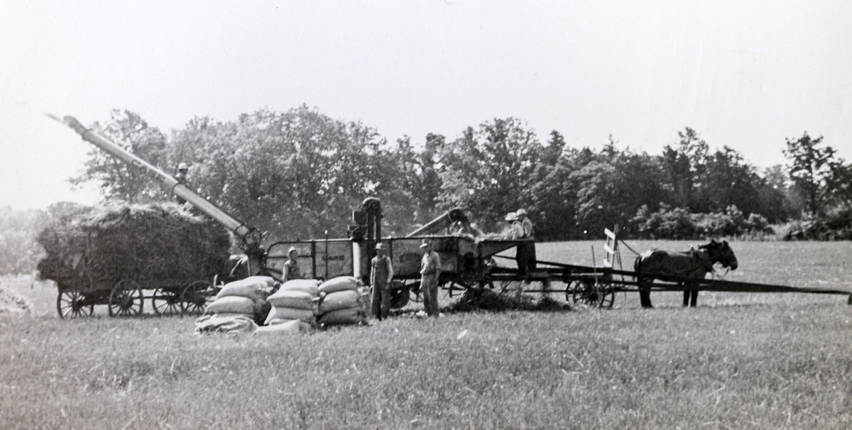 Black and white photo from 1927 of the wheat thrasher used on the farm pulled by horses, University of Kentucky Research and Education Center.