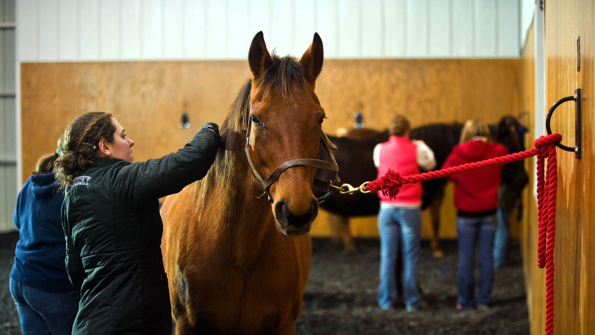 Picture of the first equine science and management class in horse handling class in the Pirri Pavilion on Maine Chance Farm.