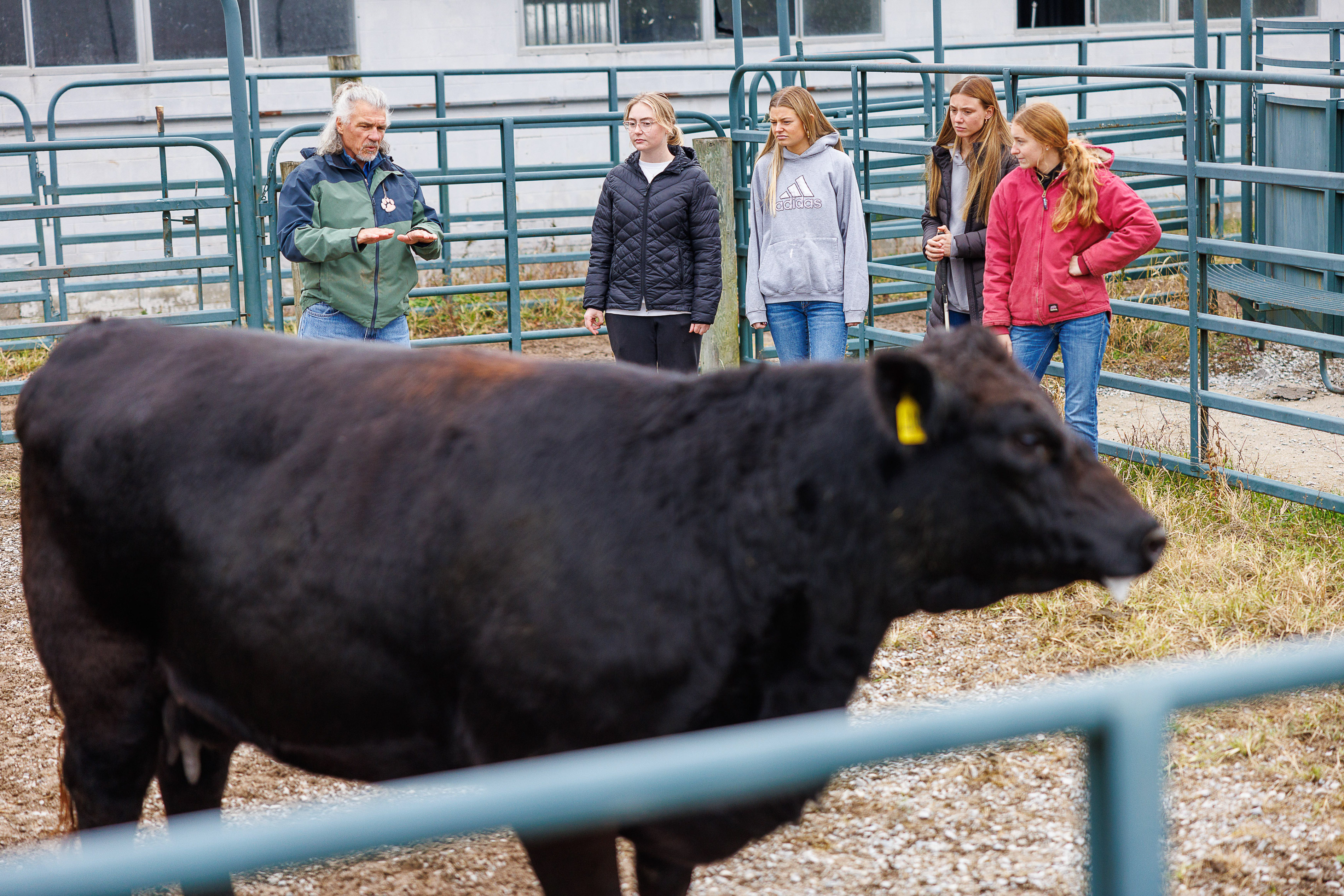 A black cow stands in the foreground. In the background, a man teaches four students.