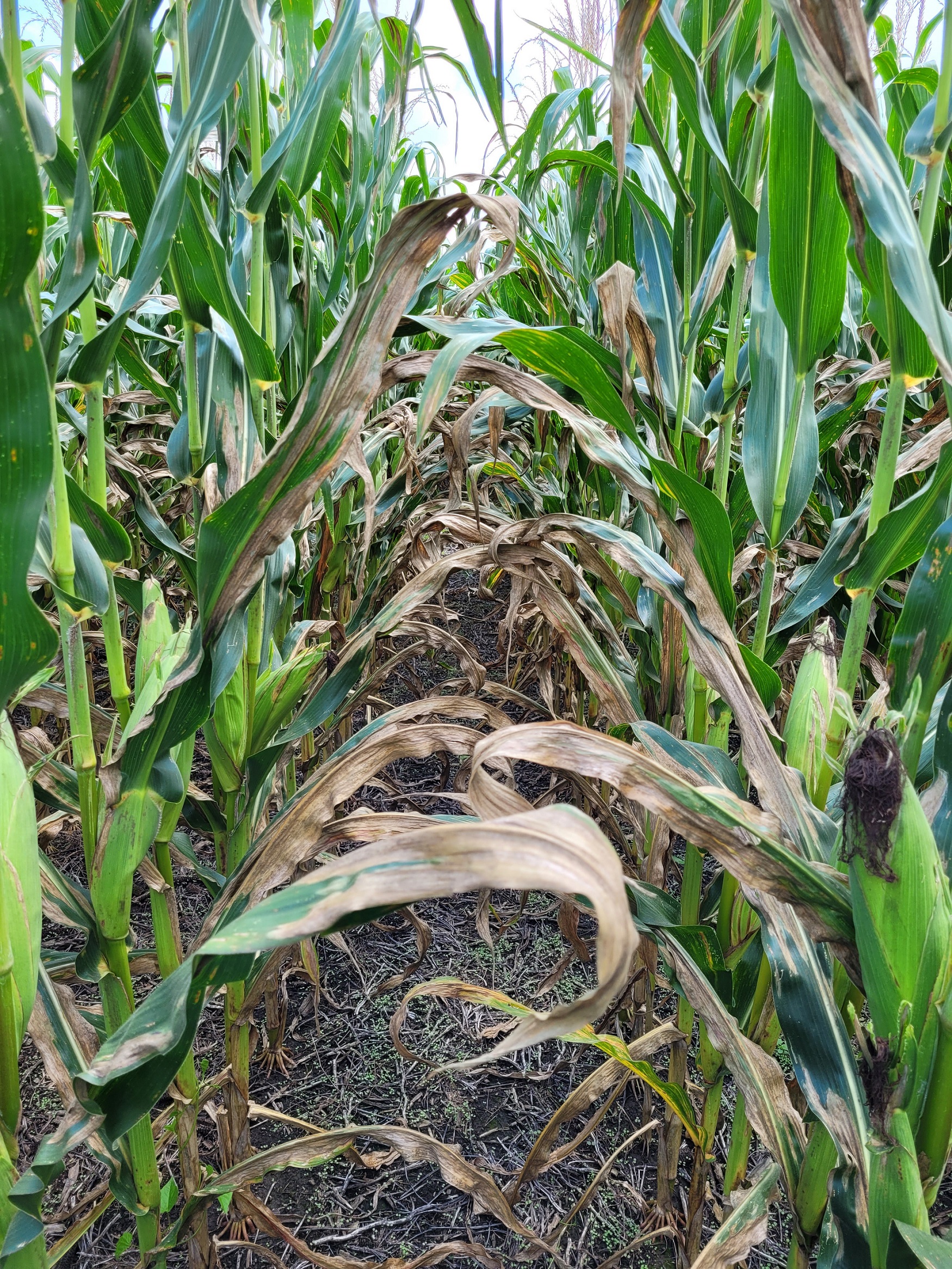 northern corn leaf blight