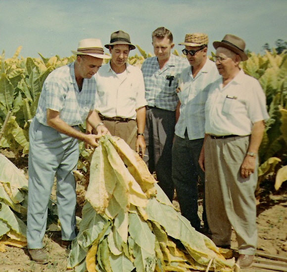 Five men stand in front of a tobacco field and examine a cut tobacco plant.