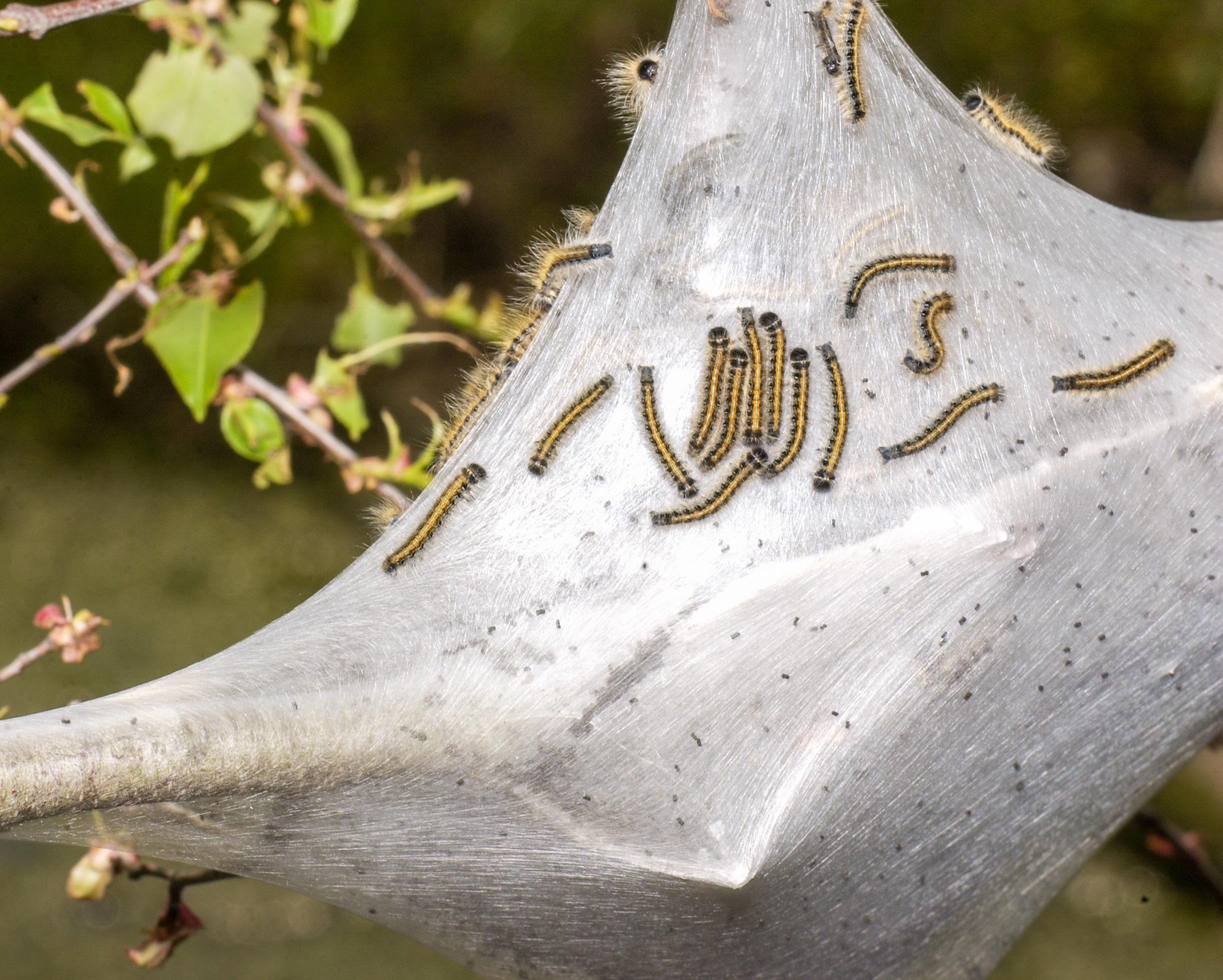 eastern tent caterpillars