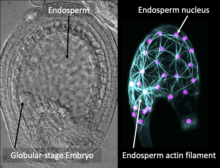 Endosperm nucleus and embryo.