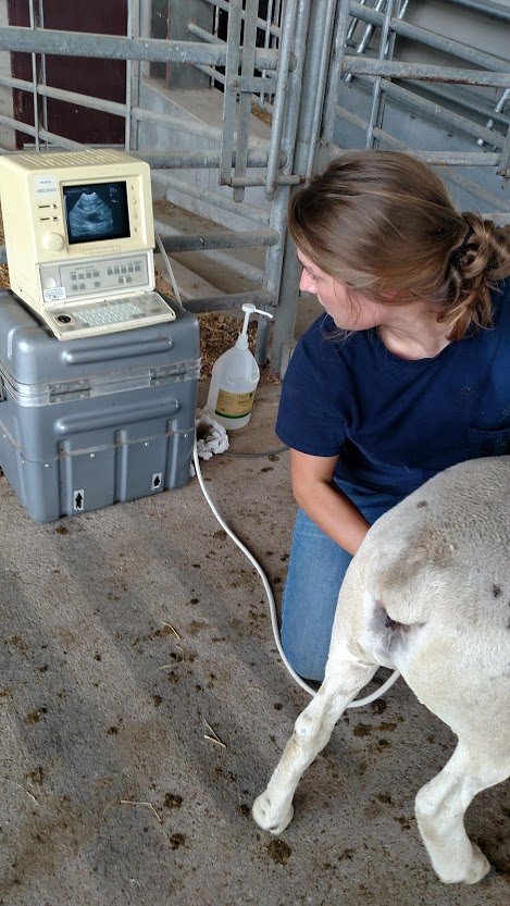ultrasound