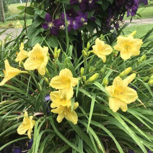 Yellow daylilies bloom