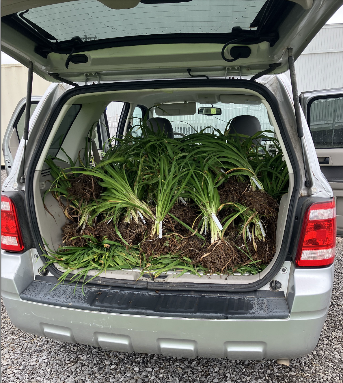 The back of an SUV is open to show a lot of daylily cuttings and soil, ready to be transported.