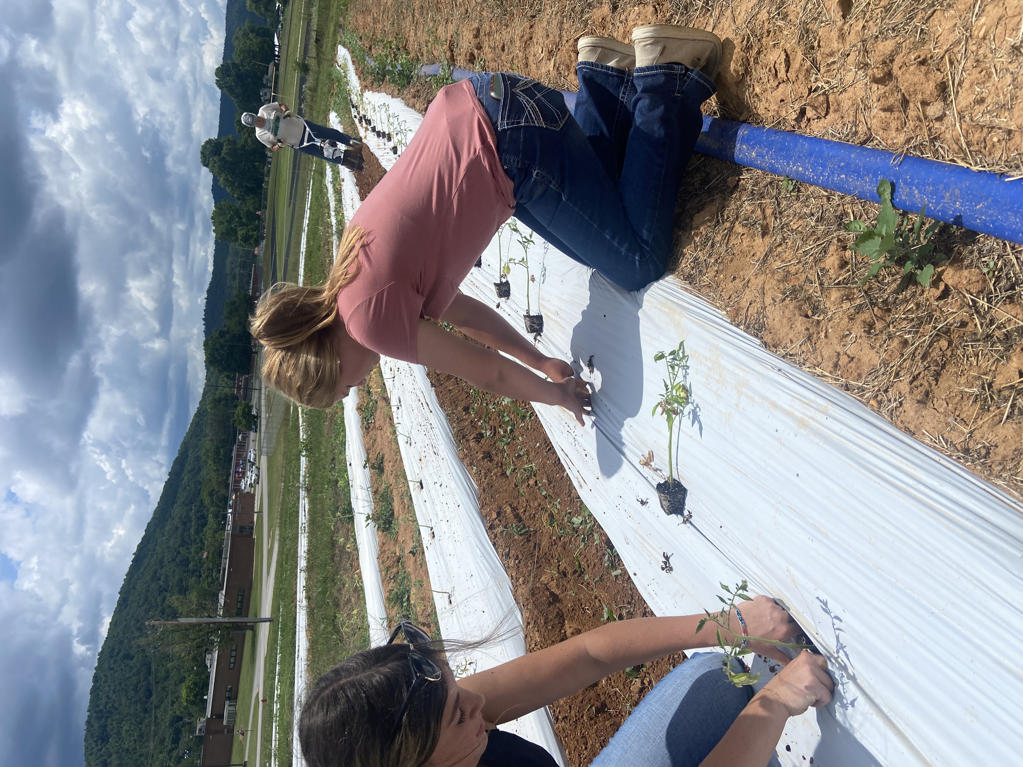 Wayne County FFA garden.