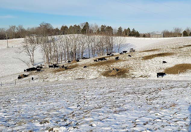 cattle, snow, pasture