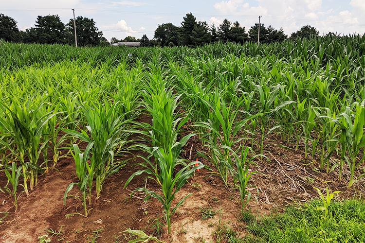 Located at UK's Spindletop Research Farm in Lexington, the Blevins plots are one of the longest running continuous no-till corn research projects in the world. Photo by Hanna Poffenbarger, UK soil scientist.