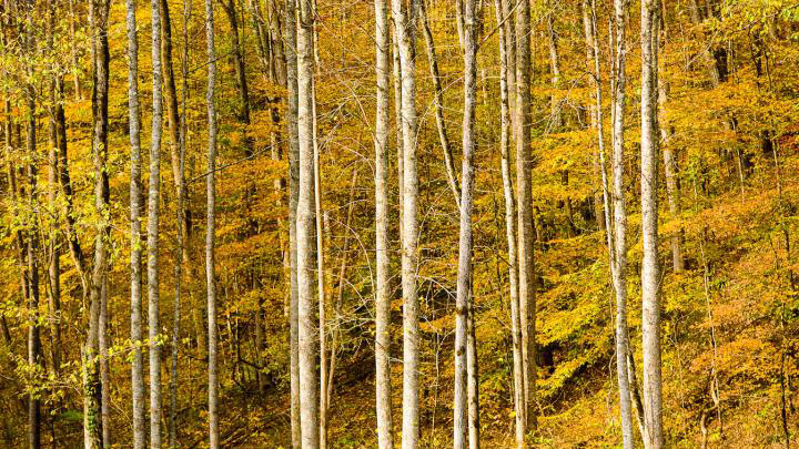 Trees with yellow leaves in the fall