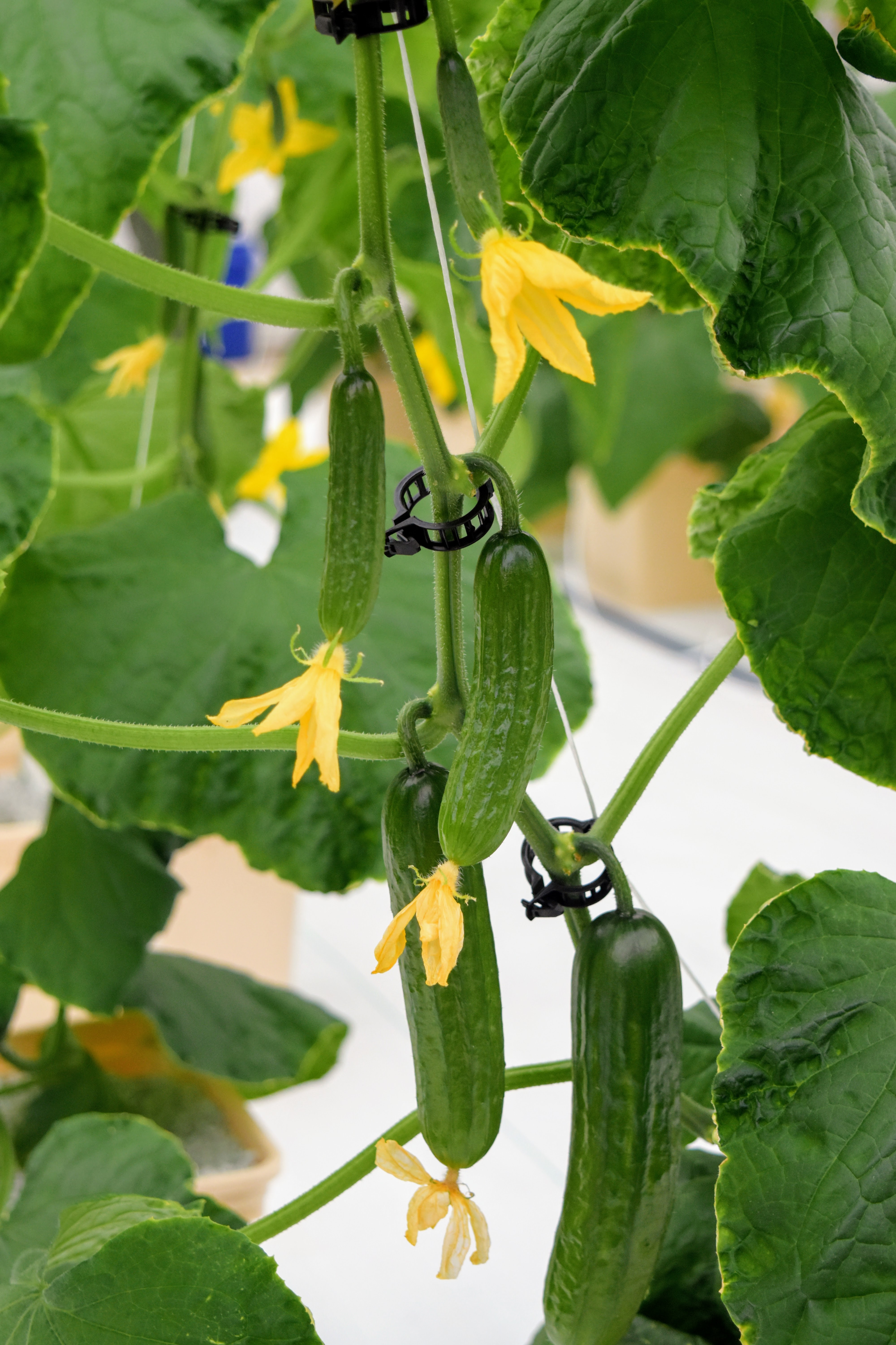 Cucumbers grow as part of Paul Cockson's study on cucumber varieties for greenhouse production. Photo by Garrett Owen