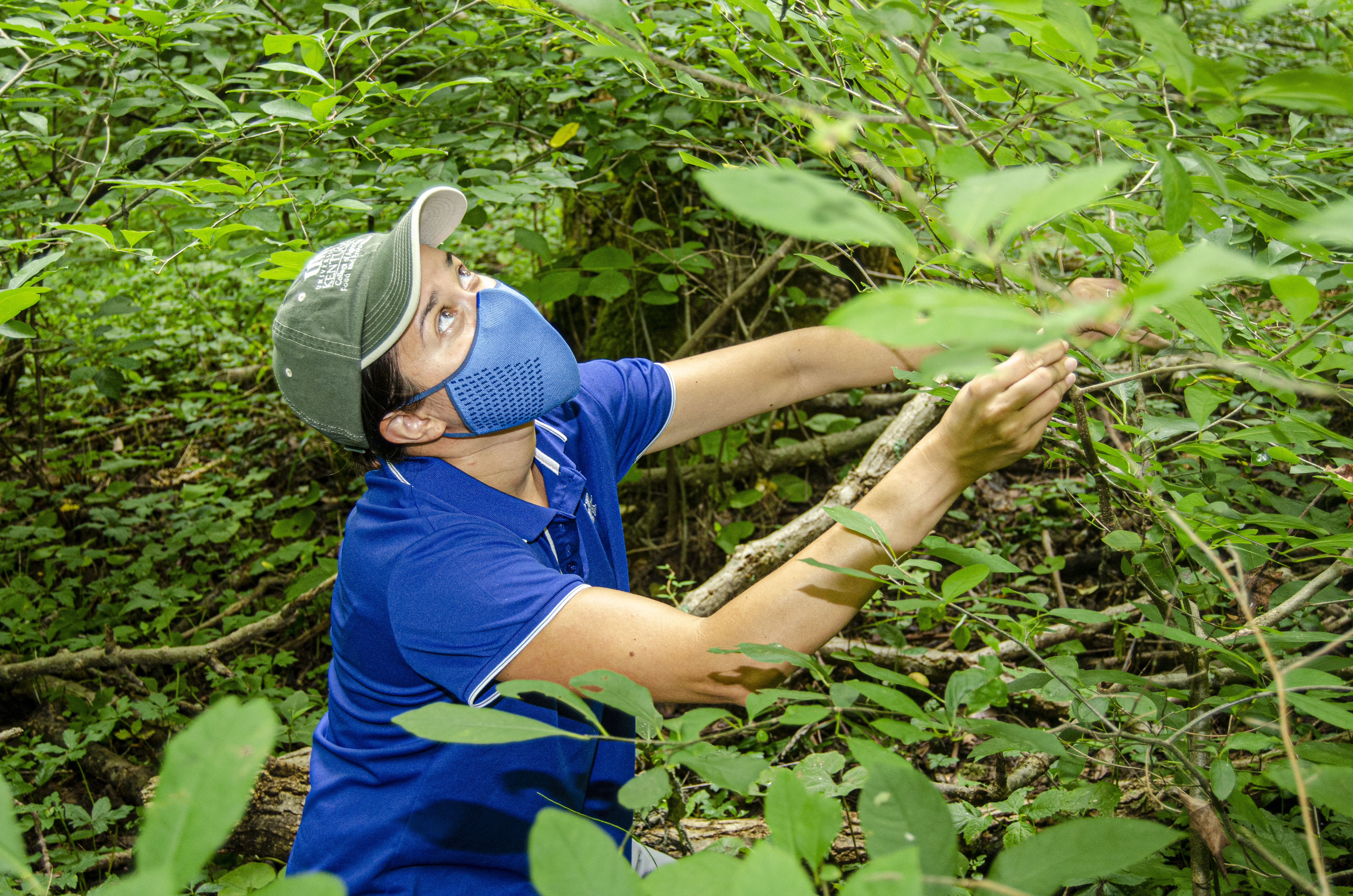 Ellen Crocker searches for spicebush caterpillars as part of a study on the impact of laurel wilt disease on biodiversity and the ecosystem. Photo by Carol Lea Spence