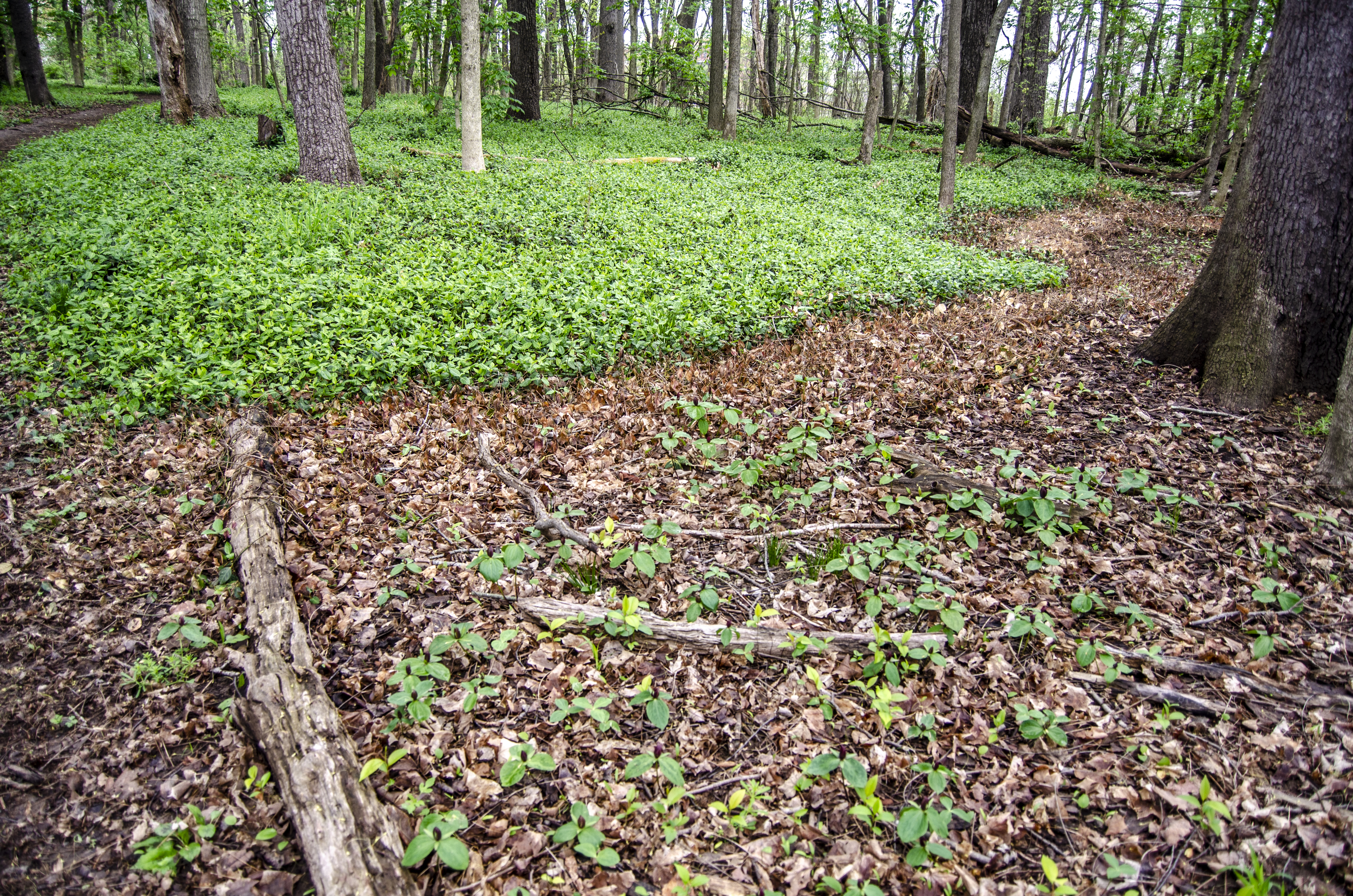 Invasive wintercreeper (top) blankets much of The Arboretum Woods. Trilliums, (bottom) a native spring wildflower, are able to reestablish in a spot where wintercreeper has been eradicated. Photo by Carol Lea Spence