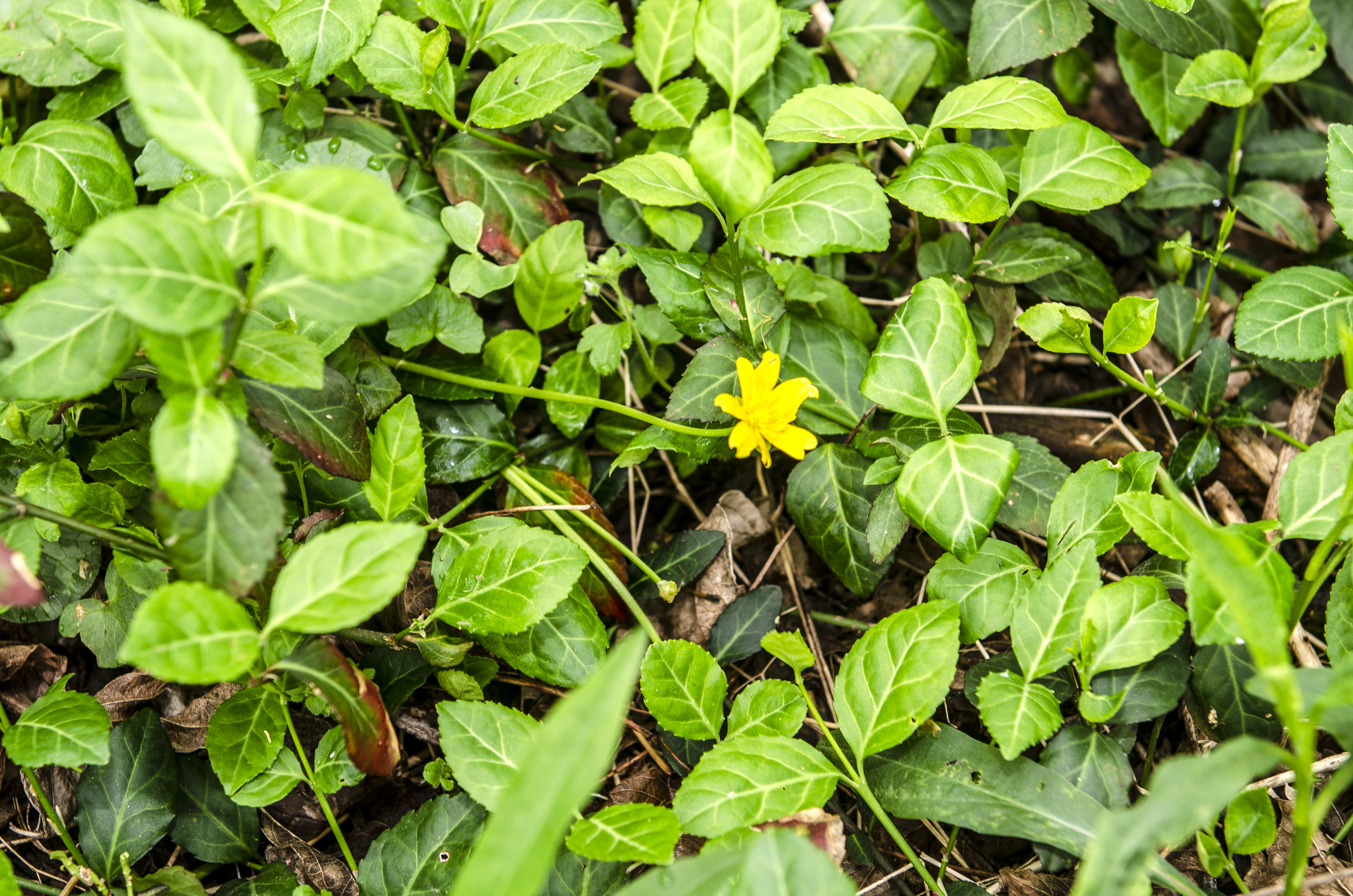 Lesser celandine competes with wintercreeper for space in woodlands. Both are nonnative, invasive plants. Photo by Ellen Crocker
