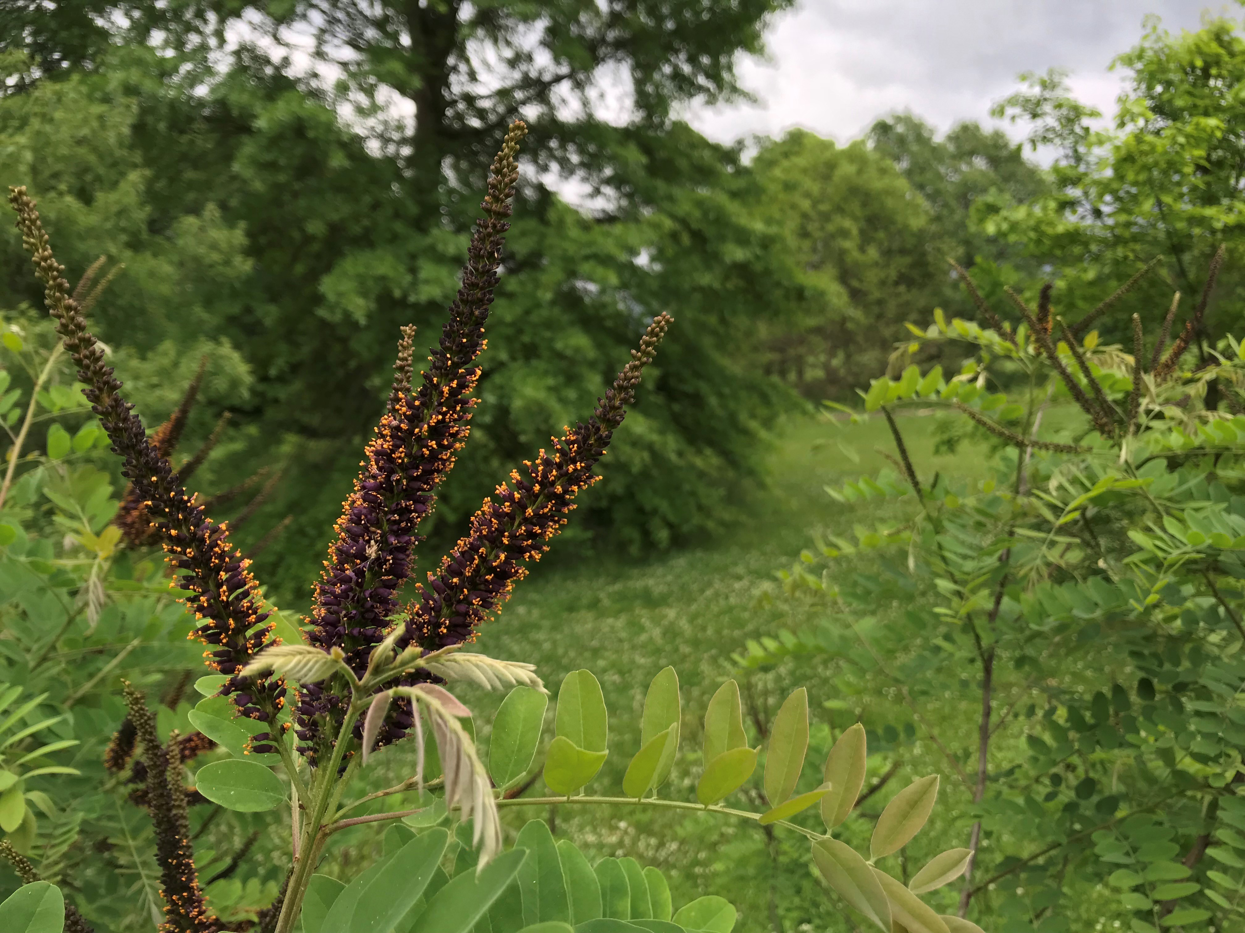 Amorpha fruticosa, or false indigo. Native to moist open woodland areas, floodplains, stream banks and swamp margins. 