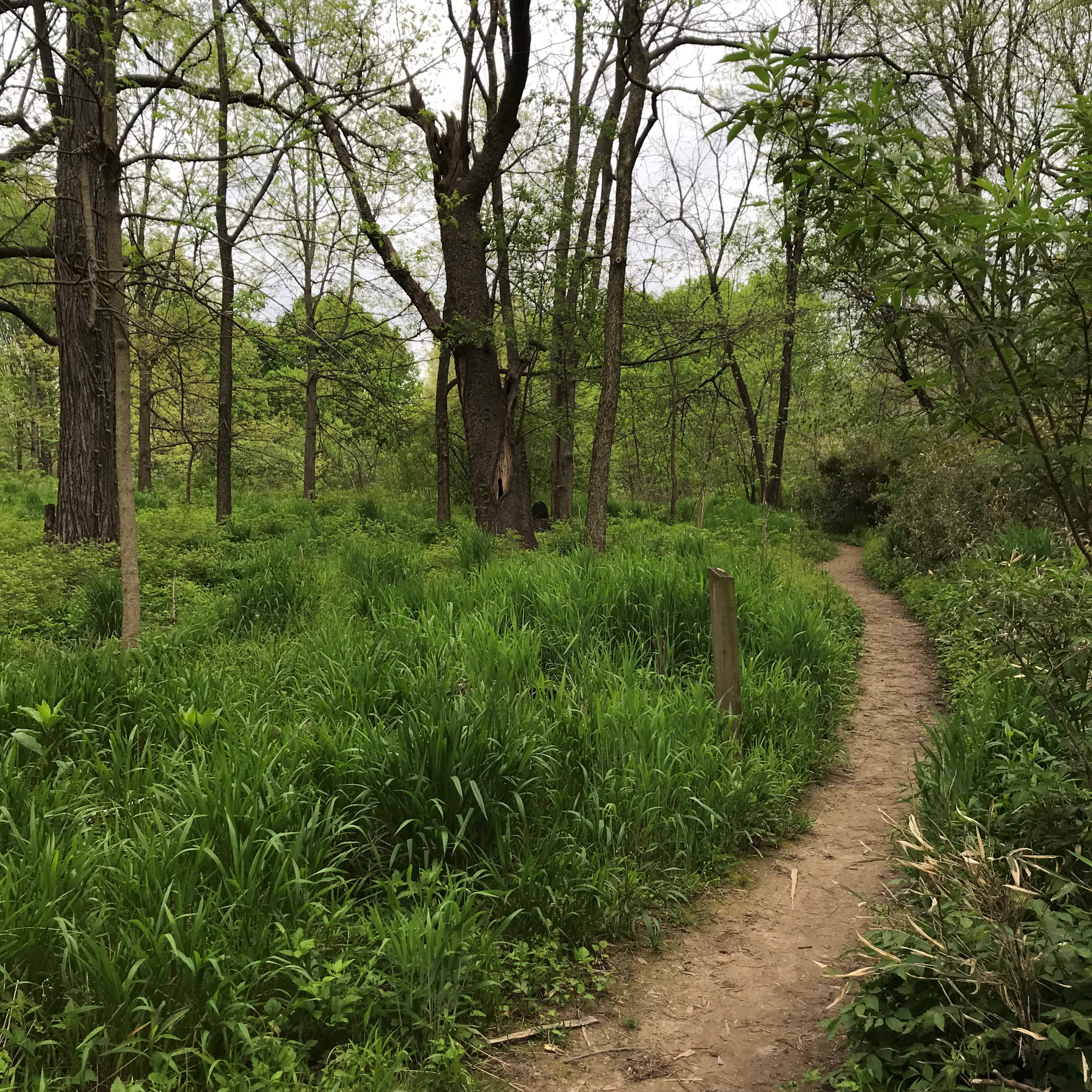 A path through The Arboretum woods. 