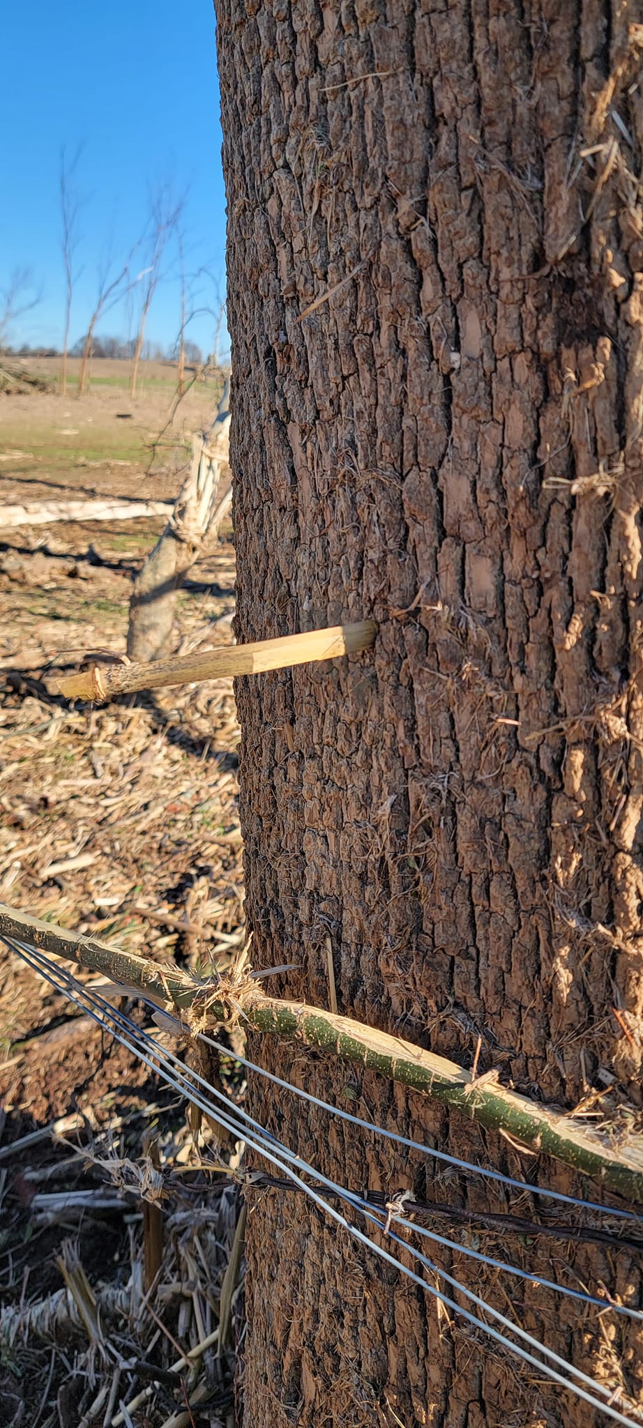 A corn stalk lodged in a tree on a farm near Cayce in Fulton County. Photo by Ben Rudy, Fulton County agriculture and natural resources agent.